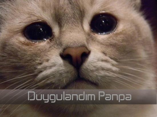 cGhvdG9zL3JlZ2lzdGVyZWRfcGhvdG9zLzE0NTQtZHV5Z3VsYW5kaW0tcGFucGEuanBn.jpg