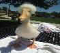 afro duck 