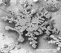 mikroskopta incelenmiş kar taneleri