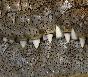 Crocodile, Serengeti Yakından görüntülenmiş timsah dişleri